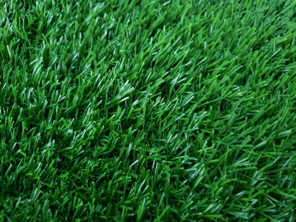 carpet grass singapore